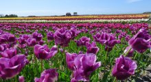 Blumenfelder in Julianadorp